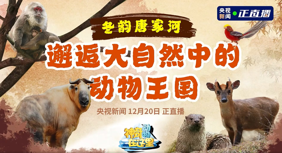 媒体聚焦 | 央视新闻走进唐家河，邂逅冰雪童话天下的动物王国